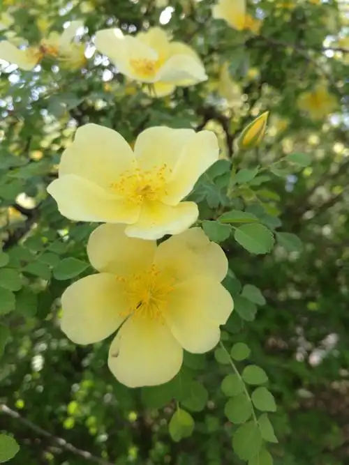 黄色单瓣蔷薇花