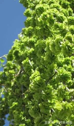 采榆钱,过家家,小时候我就采过它