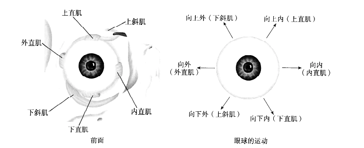2020吉林医疗招聘医学基础知识笔试资料眼球外肌