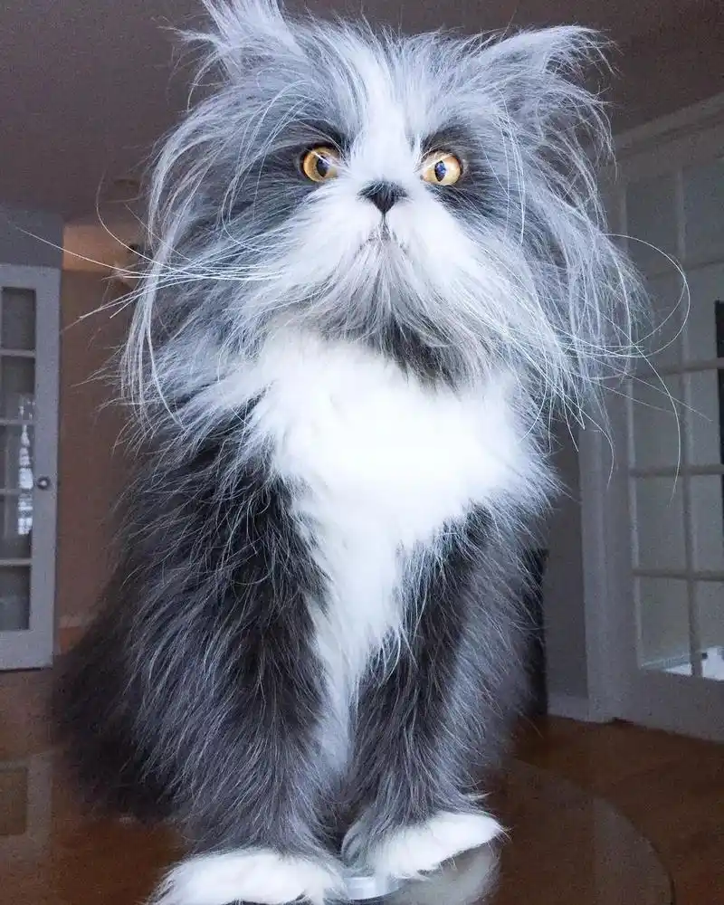 猫中鳌拜,为什么会有长得这么潦草的猫!