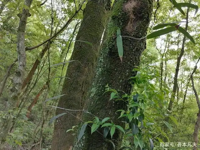 依树而上的土茯苓