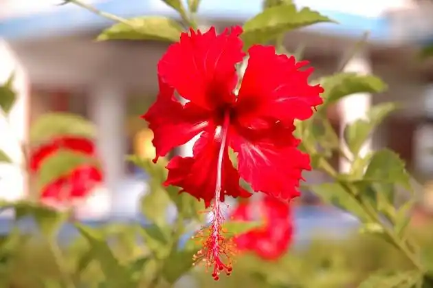 马来西亚国花大红花