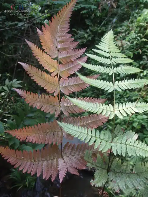 华南鳞毛蕨
