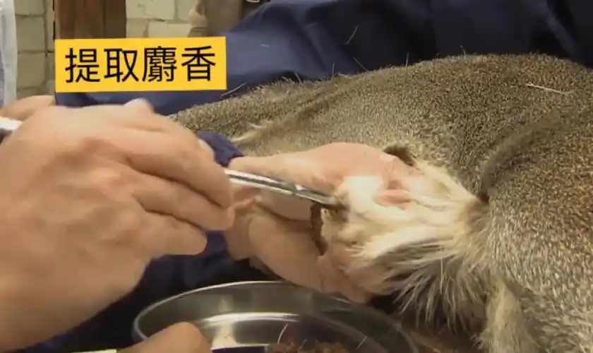 怎样才能辨别麝香的真伪?