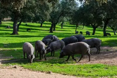 橡树林下的伊比利亚黑毛猪-西班牙科尔多瓦