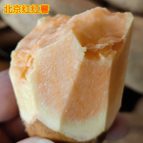 北京红老品种北京553红薯地瓜2022鲜薯蜜薯卢龙甘薯黄皮黄瓤黄心-mc