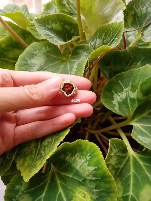 仙客来结种子了