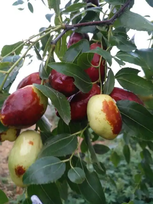 十九郎鸣羊山生态园大枣开始采摘了!
