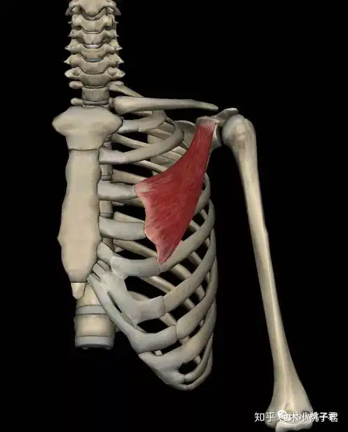 胸锁乳突肌寻找,平躺在床上头往上抬,脖子硬起那个地方.3.