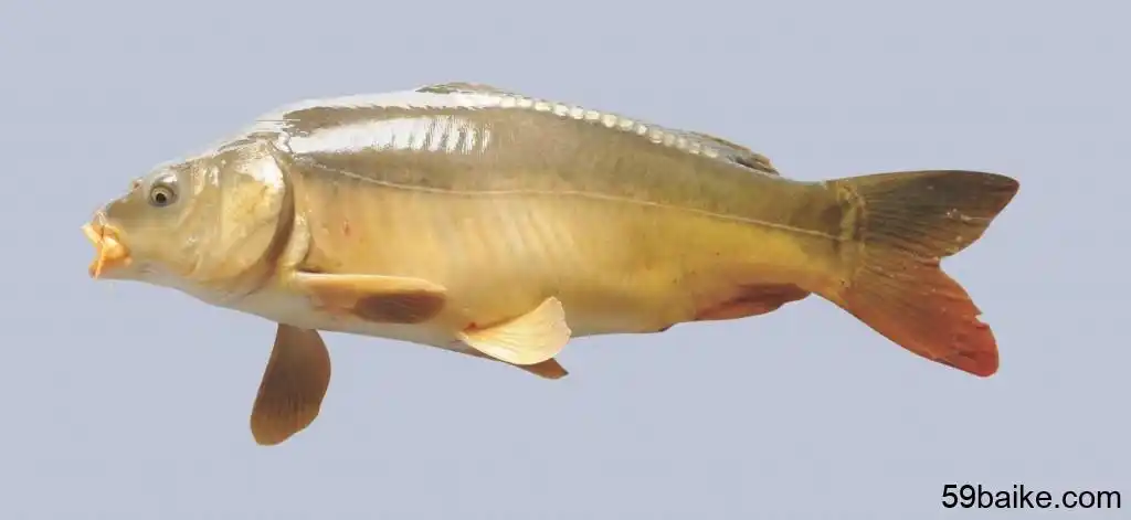 德国镜鲤 - 水产百科