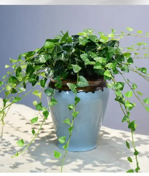 心叶常春藤盆栽常室内办公客厅四季常青绿植好养易活青藤植物盆景