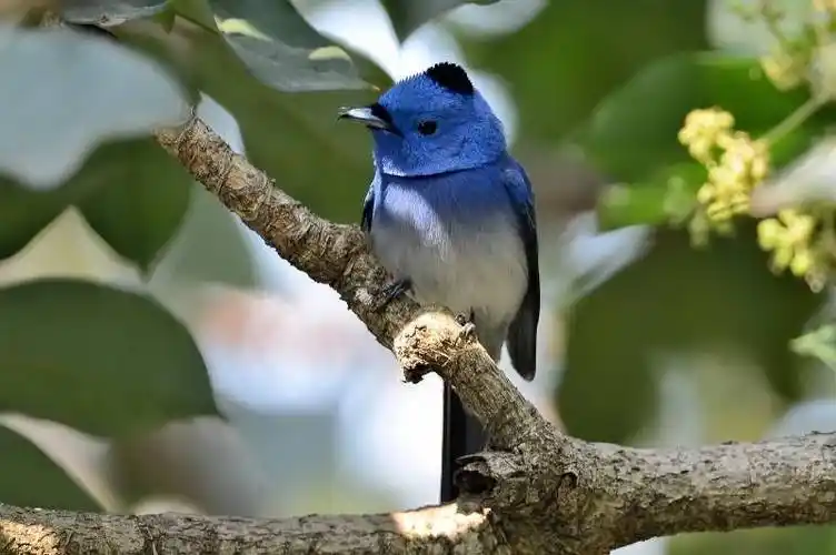 原创世界上羽毛美丽的最漂亮的鸟儿这15种美轮美奂惹人喜爱