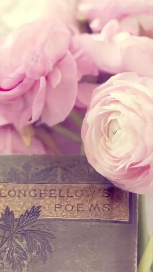 唯美浪漫粉色玫瑰h5背景