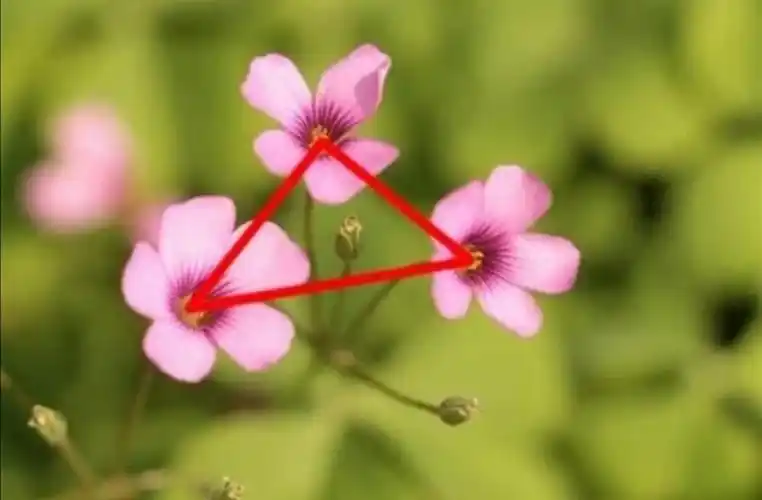 三朵花构成的三角形构图