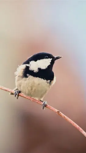 一只鸟,黑白羽毛,树枝 5k