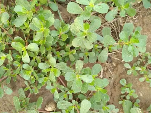 精品野菜马齿苋