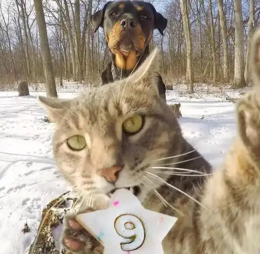 论自拍能力,国外的这只猫就没服过谁,包括人类!