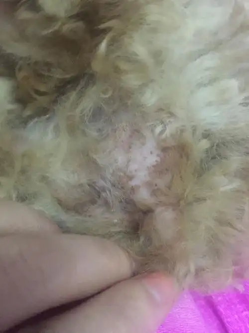 狗狗的肛门周围长了多个疙瘩 怎么办 不知道是什么东西 好心疼