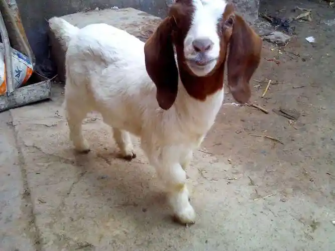 纯种波尔山羊买几只可以吗