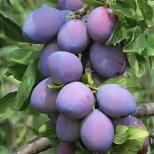 成都市厚强农业开发有限公司