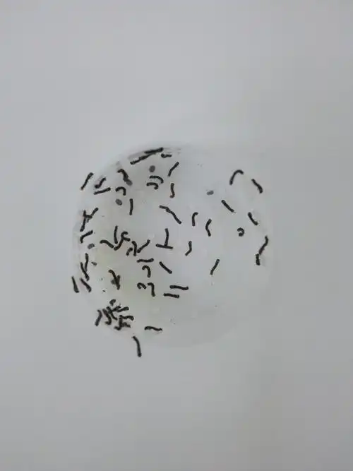 蚕宝宝哪里去了?