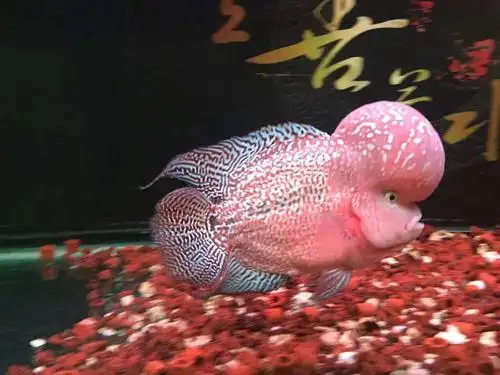 【"贼罗堂杯"罗汉鱼大赛】泰金《神韵》 - "贼