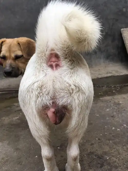 家里的公狗还老是舔它.