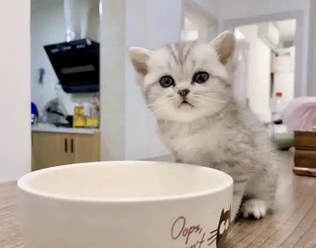 求3个月内品相好的银点渐层蓝白1500内猫贩猫舍勿扰