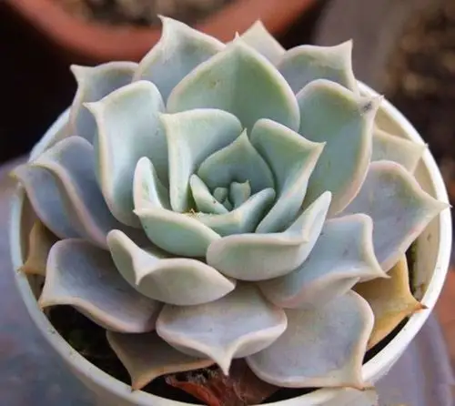 满额包邮多肉植物【粉丽娜莲】阳台盆栽花卉防辐射精品办公室