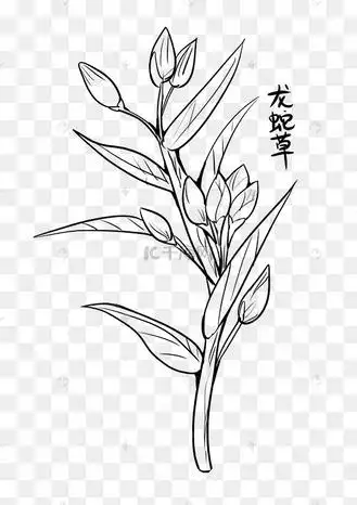 线描中草药龙蛇草