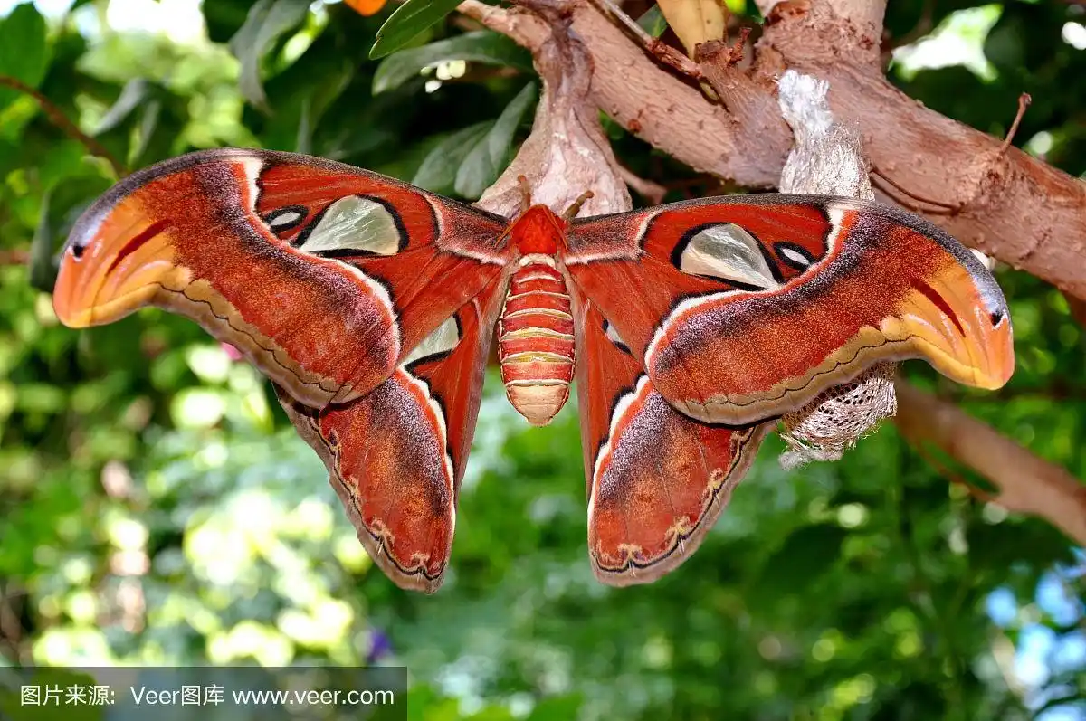 世界上最大的蛾,阿特拉斯蛾