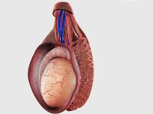 睾丸片对早泄的男性有作用吗