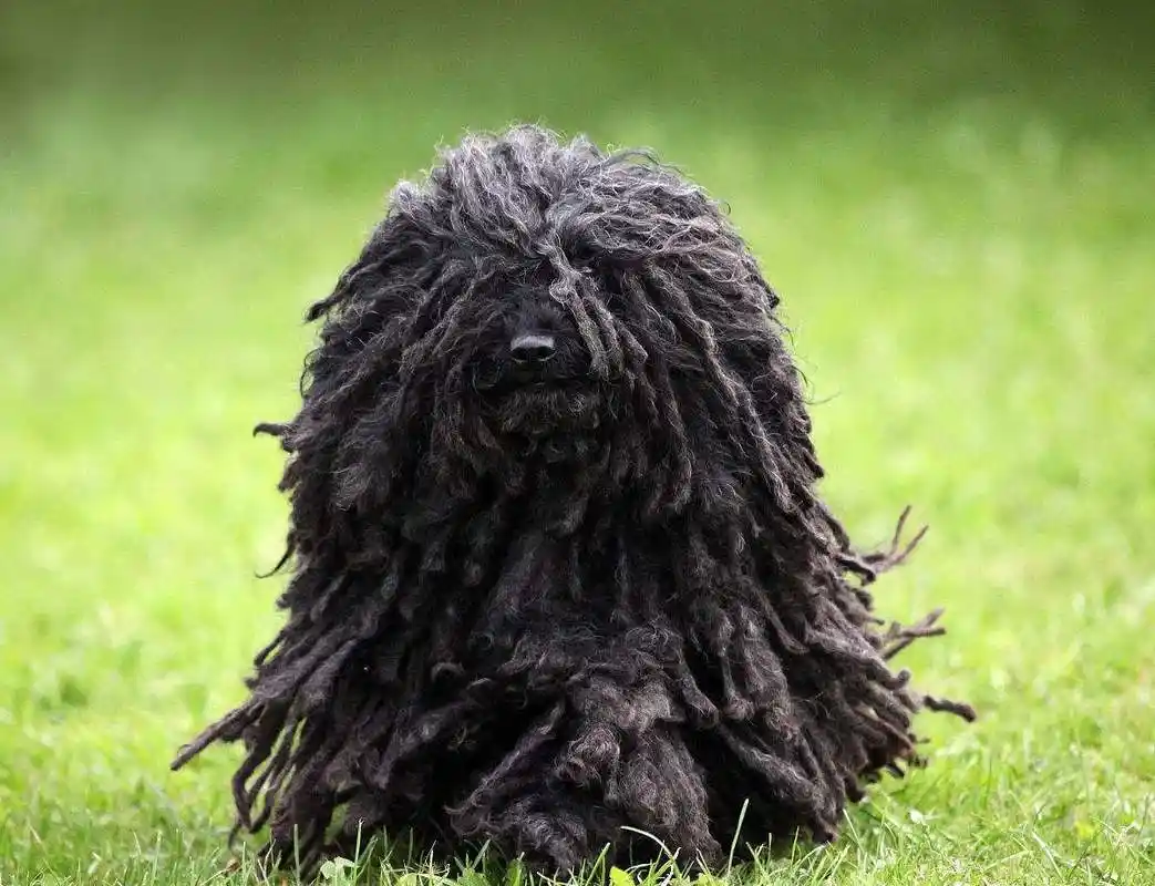 你好,请出示狗证——"小拖把"波利犬