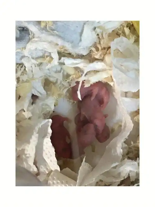 仓鼠宝宝变成大灰胖子全记录