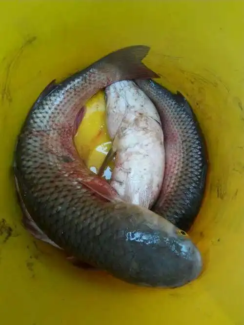 海边岸钓大梭鱼