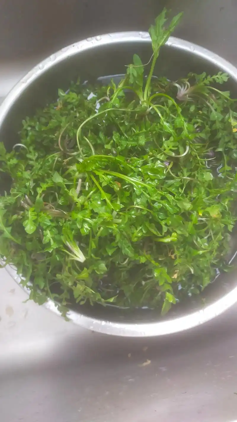 苦菜子的苦,是秦歌汉赋,是唐风宋韵,是岁月轮转,是春风又至, - 抖音