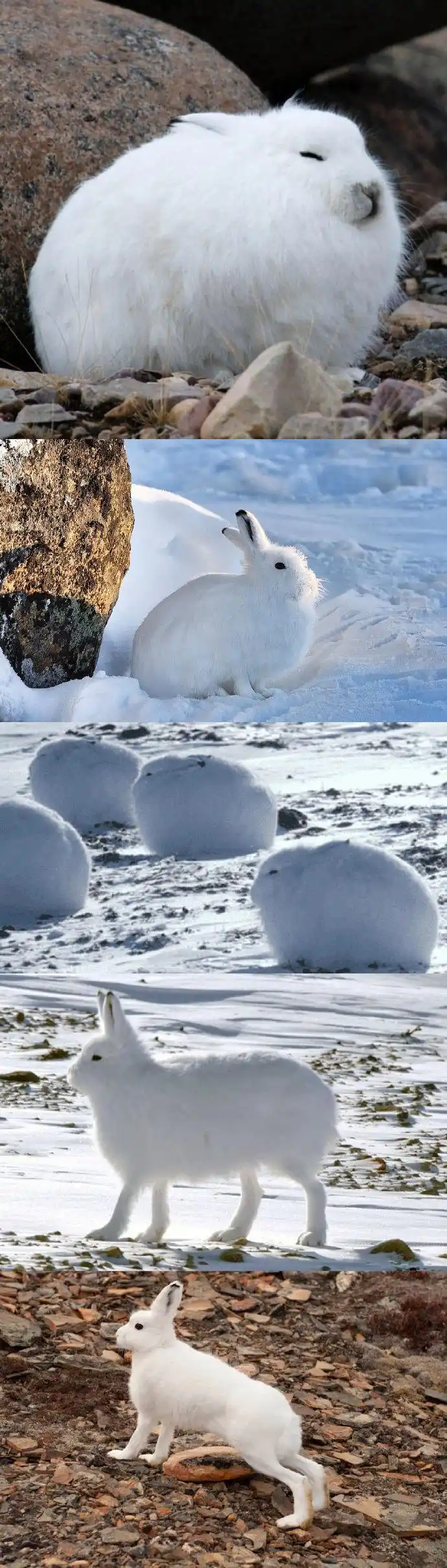 当北极兔站起来时.