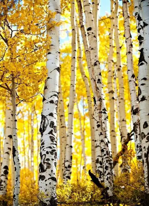 秋天,家乡那片白桦林