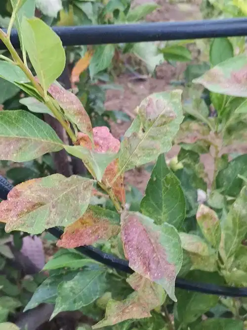 李子树叶这样是什么病刚发现打什么药