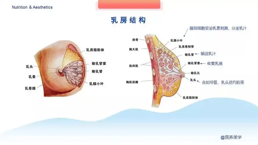 乳房的结构
