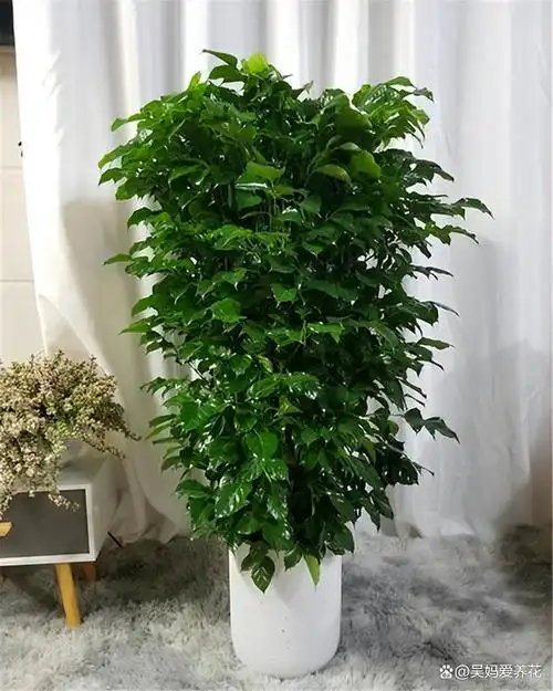 客厅摆上5种花,好养好看又大气,除尘杀菌对身体好,值得拥有