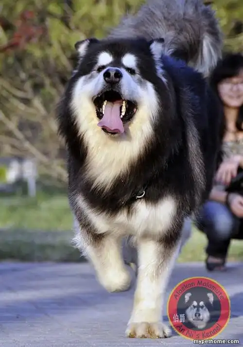 论坛 69 狗狗之家 69 阿拉斯加犬 69 五一带伯爵去吹吹风