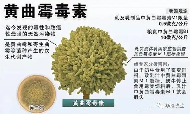 饲料中的霉菌毒素都有哪些?