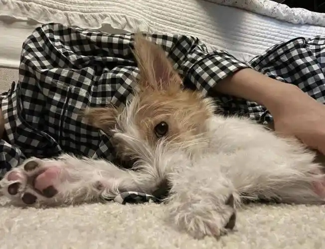 blackpink全员爱宠大盘点!rosé的狗坐拥70万粉丝-第1张图片-教育银幕