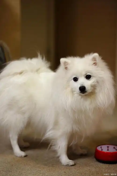 银狐犬智商排第几