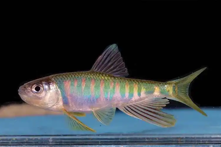 丽水溪流里的"颜值担当",你见过吗?