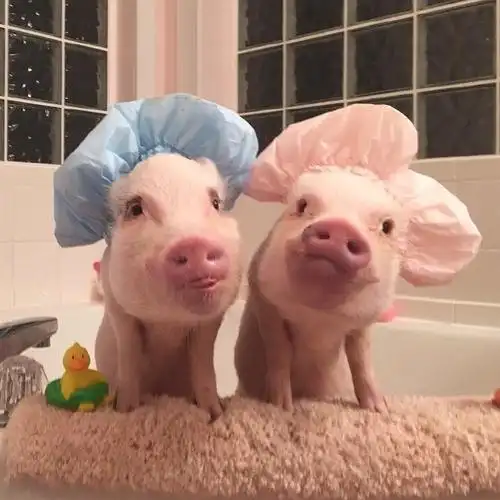 情侣猪猪图片可爱一对超萌精选 有了我你就不能喜欢其他的猪了-腾牛