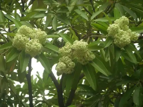 这是什么树,香味很浓
