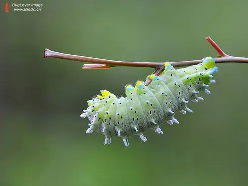 蚕蛾幼虫