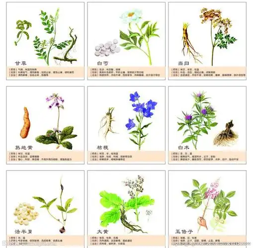 分举报收藏立即下载×关 键 词:中草药材素材 中草药 草药 实物 植物